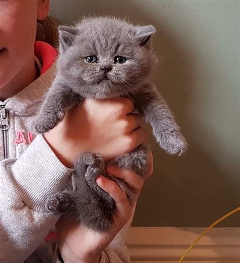 British shorthair kittens for sale near me - BRITISH SHORTHAIR. The British Shorthair is a highly respected cat breed known for its charming and gentle nature. With its round face, thick and dense coat, and stocky build, this breed exudes a sense of regal elegance. British Shorthairs are renowned for their calm and undemanding demeanor, making them excellent companions for all ages. 